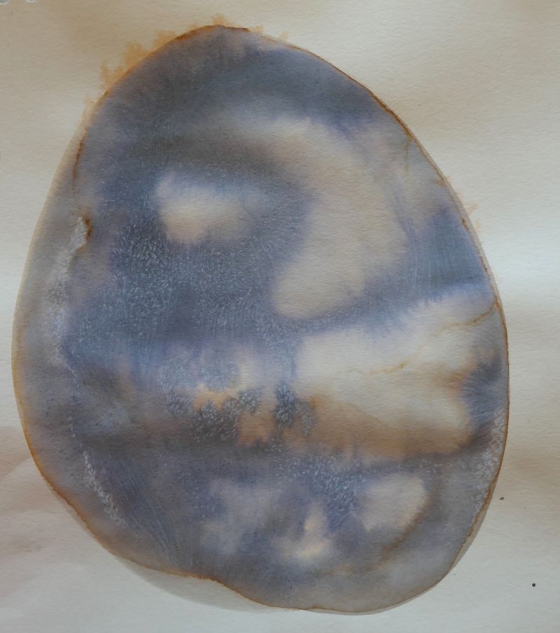 Dessin encre vivant transparence graine Gaëlle Monnerie