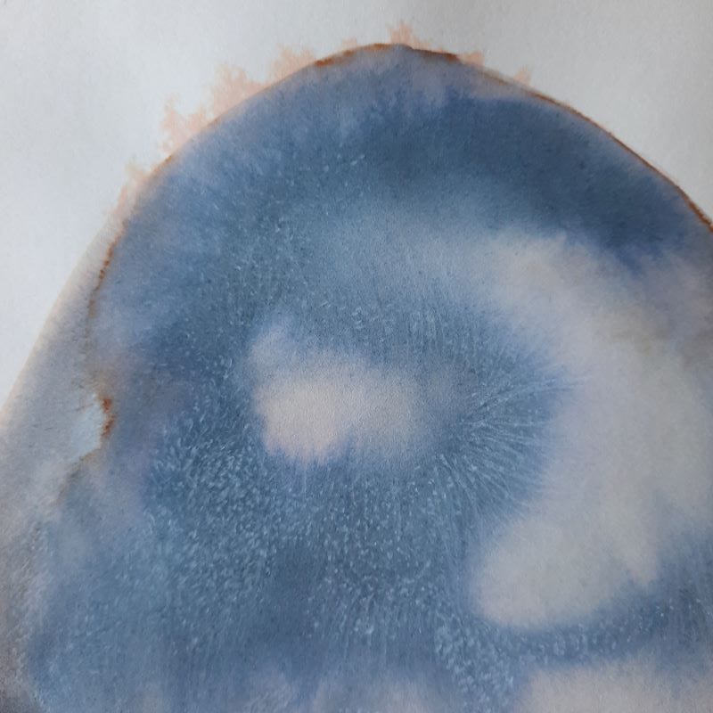 Dessin encre vivant transparence graine Gaëlle Monnerie